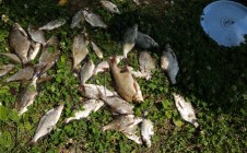 Фото рыбалки в Боровцы 0