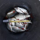 Фото рыбалки в Карась, Окунь 0