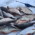 Фото рыбалки в Ерш, Плотва 2
