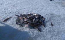 Фото рыбалки в Салменица 3