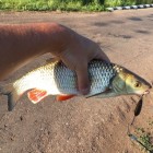 Фото рыбалки в Жерех, Лещ, Щука 2