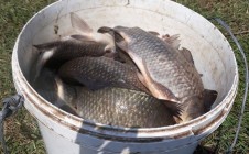 Фото рыбалки в Мечта, Криворожский городской совет 1