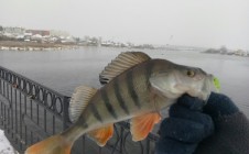 Фото рыбалки в Арамиль 8