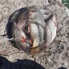 Фото рыбалки в Щука, Голавль, Жерех 0
