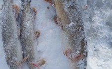 Фото рыбалки в Рубежное, Волчанский район 0