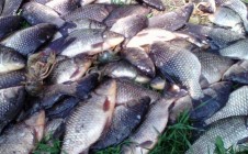 Фото рыбалки в Аткуль, Каргатский район 0