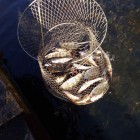 Фото рыбалки в Чехонь 0