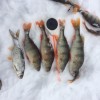 Рыбалка Окунь, Плотва