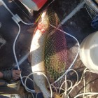 Фото рыбалки в Амур Белый, Окунь, Сазан, Сом, Судак 2