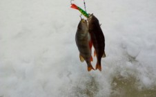 Фото рыбалки в Эстония 5