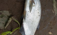 Фото рыбалки в Грузино 3