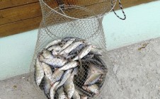 Фото рыбалки в Нижненикольский 5